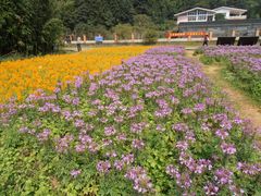 -广州市石门国家森林公园