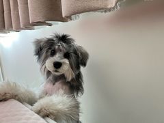 -FAELING PETS美天灵宠物(合生汇店)