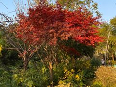 -苏州河梦清园环保主题公园