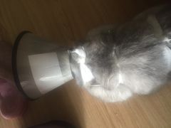 -佳怡动物医院·平价24小时·猫专科骨外科