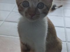 -关爱宠物医院·猫科中心·消化科(滨湖万达分院)