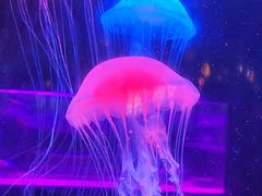 -苏州海洋馆
