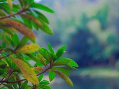 -东湖磨山景区