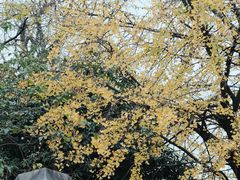 -岳麓山风景名胜区