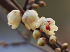 -上海吴淞炮台湾国家湿地公园