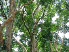 -中国科学院西双版纳热带植物园