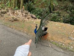 -云南勐巴娜西珍奇园