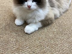 -COLOR PETS 撸猫馆·购猫·猫咖(长风大悦城店)