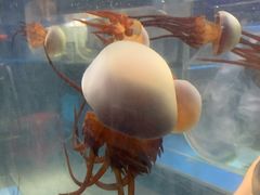 -海合安成都极地海洋公园