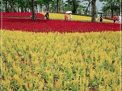 -芒洲湿地公园