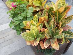 -龙湖星悦荟(颐和店)