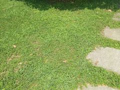 -大塘金香草谷