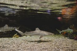 -Zoolung Zoolung动物主题公园(海信广场店)