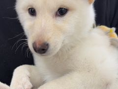 -读宠于你·约克夏比熊·睫角守宫·爬宠售卖(高新店)