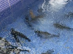 -北京龙庆四季香农家饭庄·灶台鱼·碳烤虹鳟鱼(龙庆峡店)