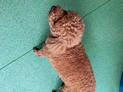 -东方动物医院·宠保定点·骨科·转诊中心(春城路·昆明站分院)