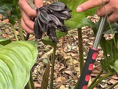 -中国科学院西双版纳热带植物园