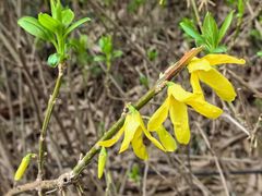 -铁山坪森林公园