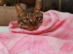 -艾贝尔宠物医院 ·内科全科(梁溪路店)