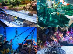 -上海海洋水族馆