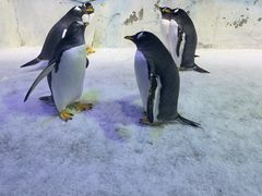 -芜湖新华联大白鲸海洋公园