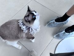 -怪兽屋·羊驼·猫咖·狗咖(俊华广场店)