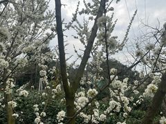 -树山生态村