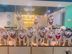 -Husky Go! 哈士奇体验馆·宠物咖啡厅狗咖