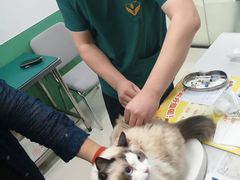 -利又安动物医院··老年病·猫科犬科·中兽医