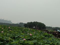 -荷塘月色湿地公园·向阳花洲