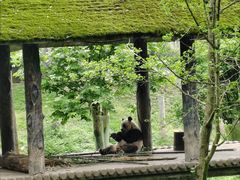 -中国大熊猫保护研究中心雅安碧峰峡基地