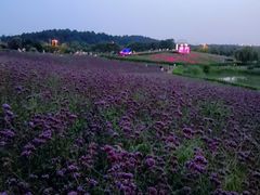 -大塘金香草谷