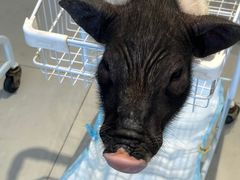 -怪兽屋·羊驼·猫咖·狗咖(俊华广场店)