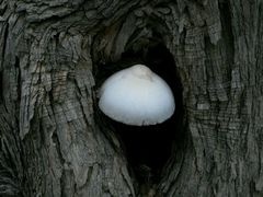 -武清南湖绿博园