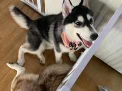 -Husky Go! 哈士奇体验馆·宠物咖啡厅狗咖