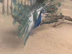 -石家庄市动物园