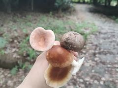 -铁山坪森林公园