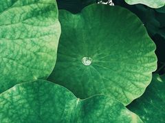 -南山植物园