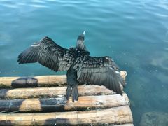 景点-楠溪江风景名胜区