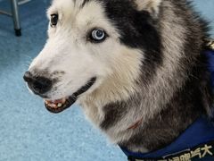 -北京赛佳动物医院