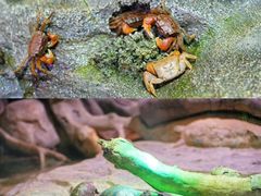 -正佳雨林生态植物园