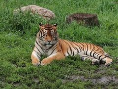 -沈阳森林动物园