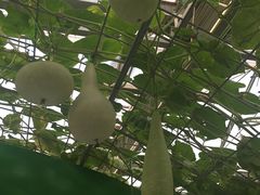 景点-兰陵国家农业公园