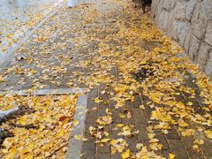 -八大关景区