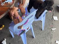 -官塘兄弟·潮汕牛肉店(官塘总店)