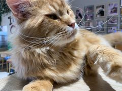 -藏猫猫咖啡主题馆(中央大道店)