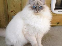 -欣宠猫屋·矮脚拿破仑·蓝金金渐层