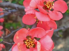 -海棠花溪(元大都城垣遗址公园)