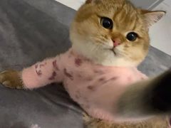 -喵zoo家庭繁育猫舍(尖东智能花园店)