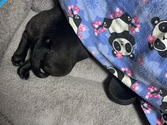 -爱侣宠医·鹦鹉专科·小型哺乳类·异宠专科(灵石路店)